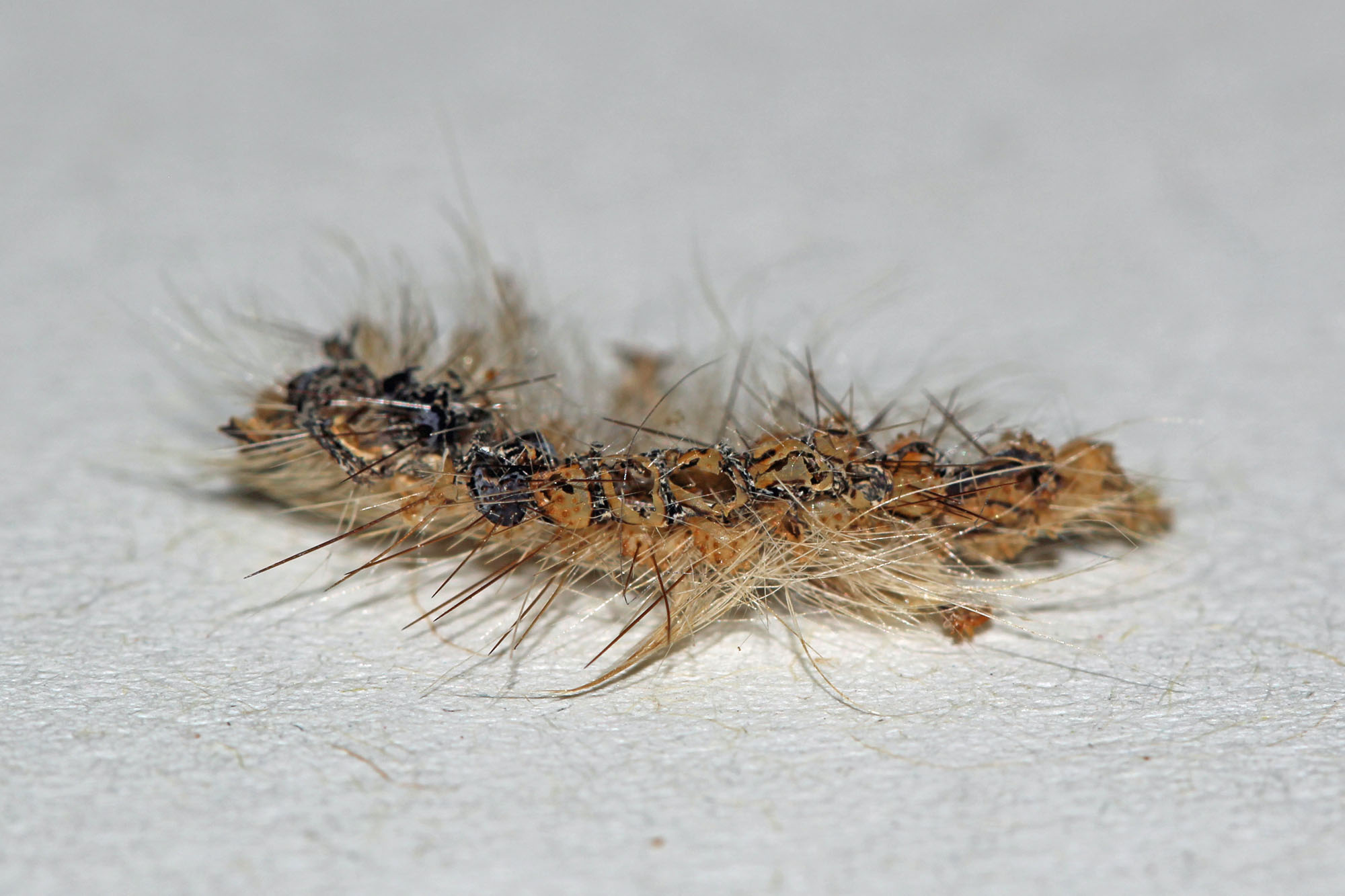 bruchi in nidi di uccello